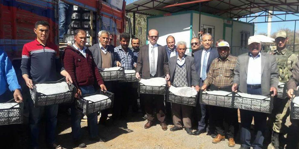 Çiftçilere çilek fidesi desteği yapıldı