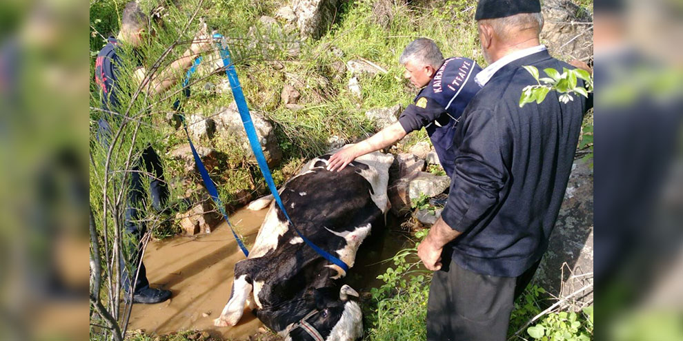 Dereye düşen inek 3 saatlik operasyonla kurtarıldı