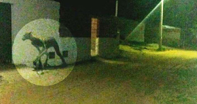 Geceleri Ortaya Çıkıp Köpekleri Öldüren Gizemli Yaratık Halkı Dehşete Düşürdü