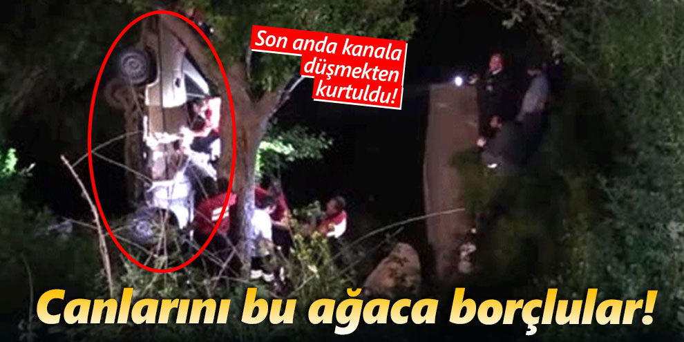 Hayatlarını bu ağaca borçlular!