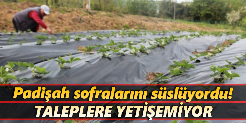 Padişah sofralarını süslüyordu! Taleplere yetişemiyor