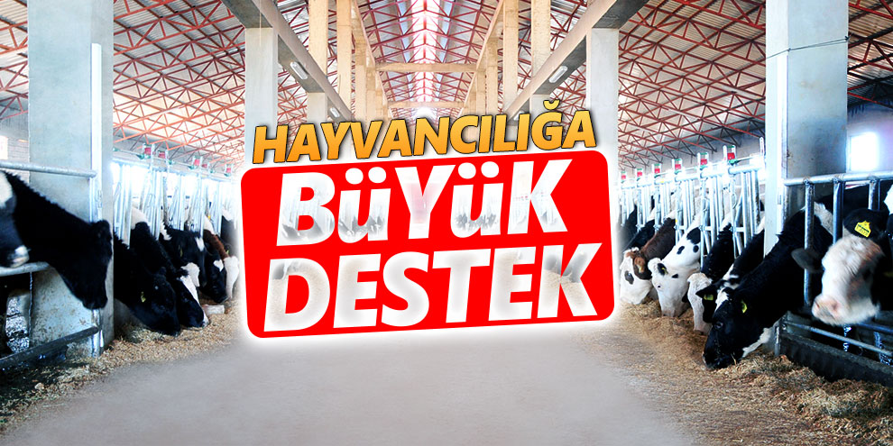 Hayvancılığa büyük destek