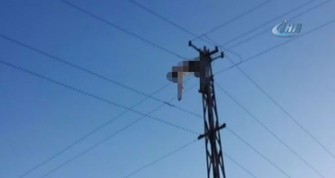 Dehşete düşüren an! Direkte asılı kaldı