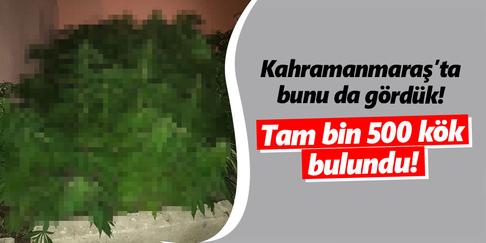 Çiçek saksısında bakın ne yetiştirdi