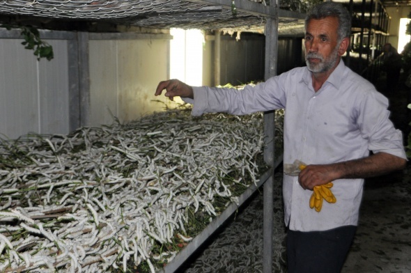 Paraya para demiyorlar! Şimdi birçok ailenin gelir kaynağı oldu!