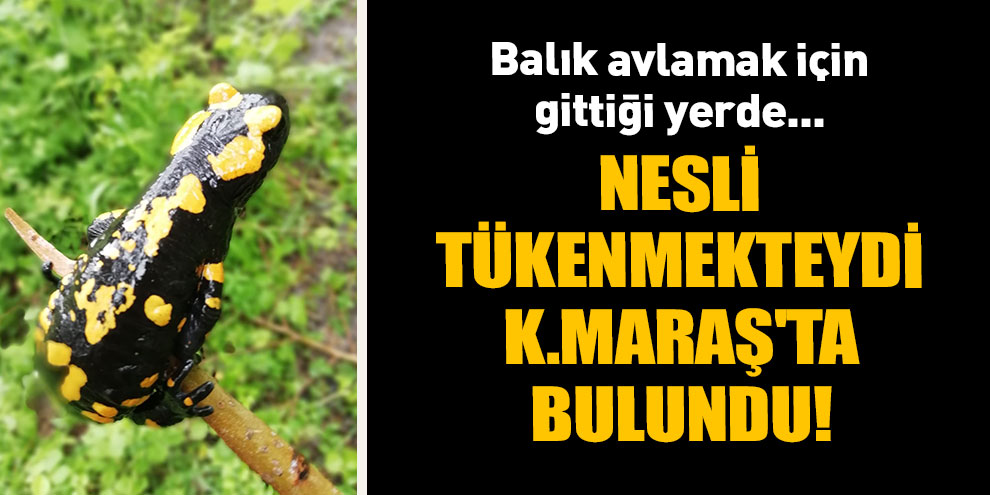Nesli tükenmekte olan canlı Kahramanmaraş'ta bulundu!
