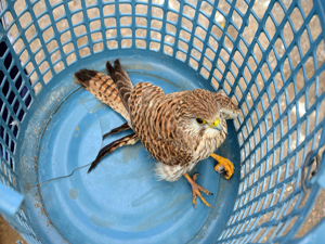 YARALI ŞAHİN KORUMA ALTINA ALINDI