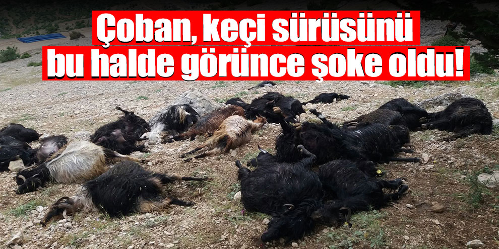 Kahramanmaraş’ta yıldırım düştü: 32 keçi telef oldu