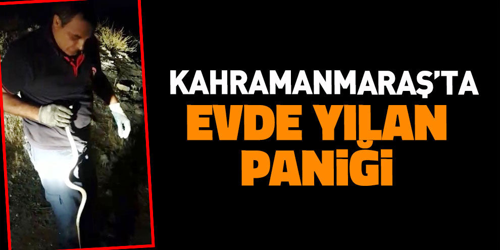 Eve giren yılan doğal yaşamına bırakıldı