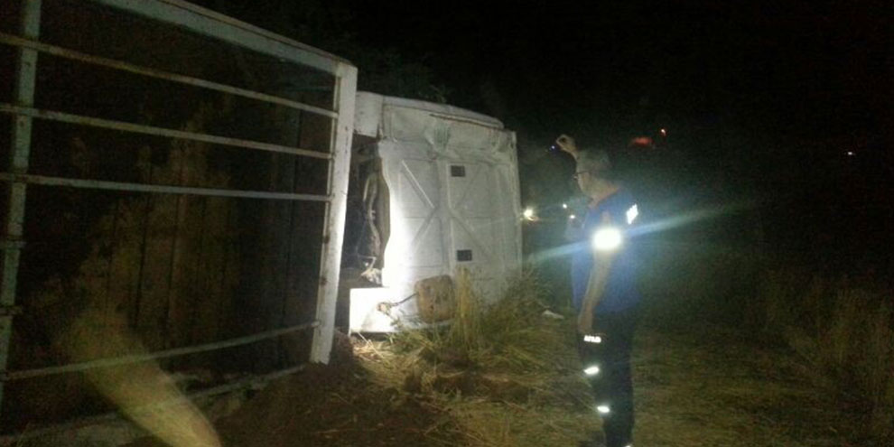 Elazığ'da trafik kazası: 5 yaralı, 50 hayvan telef oldu