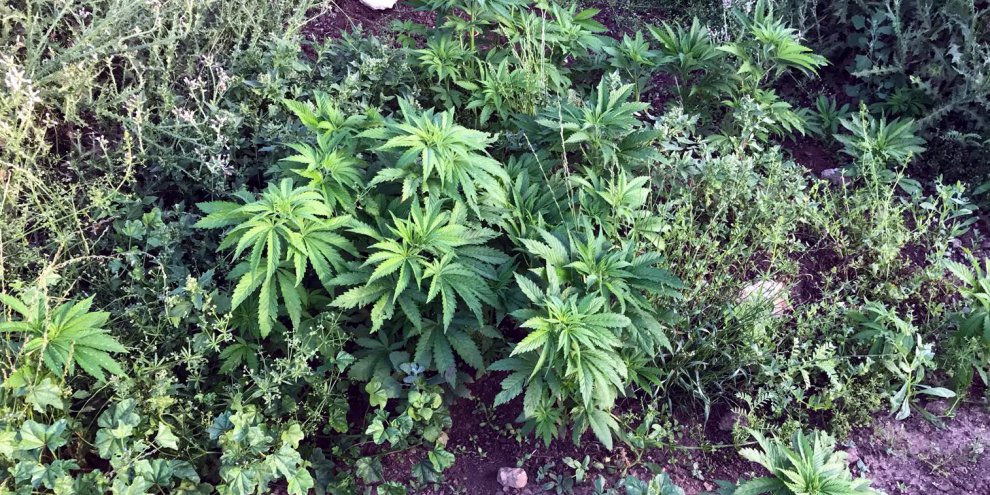 110 kök kenevir ele geçirildi