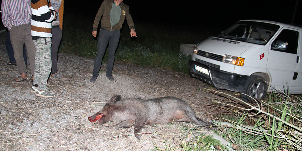 Yaban domuzu kazaya sebep oldu: 5 yaralı