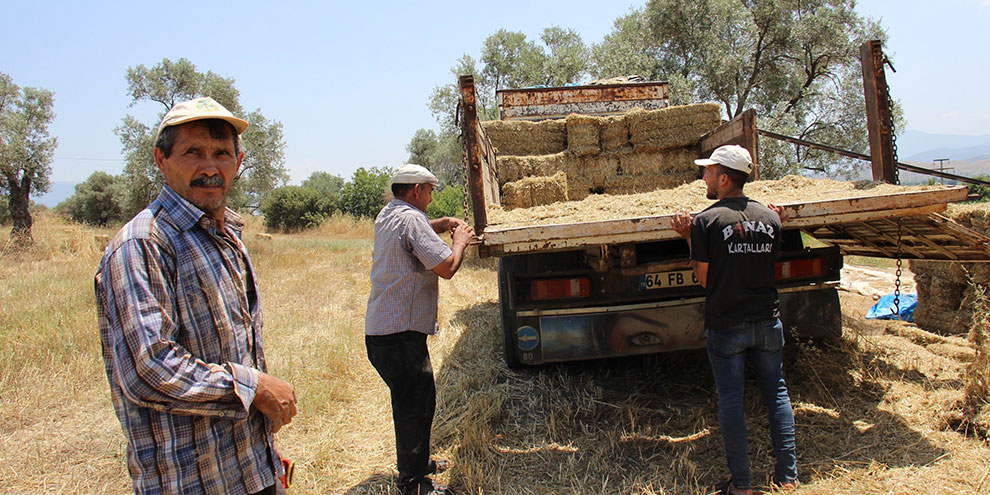 Aydınlı yetiştirici saman telaşına düştü
