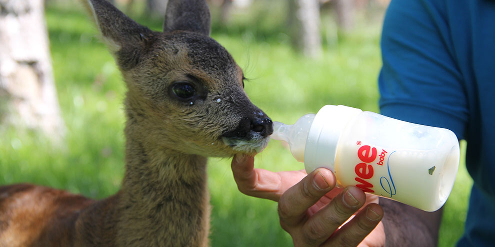 Annesi telef olan 'Minnoş'a bebek gibi bakıyorlar