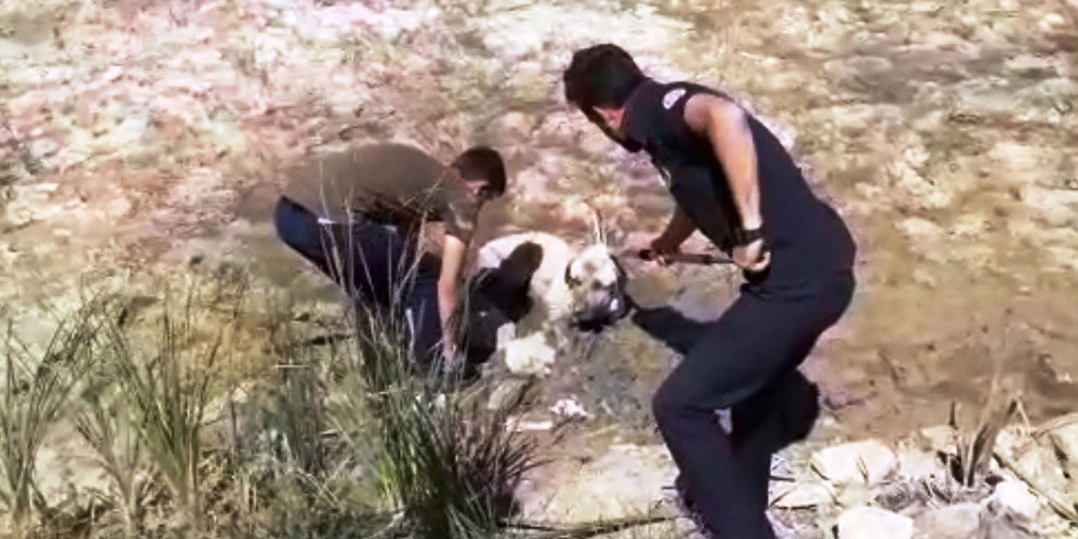 Bataklığa saplanan köpeği itfaiye kurtardı