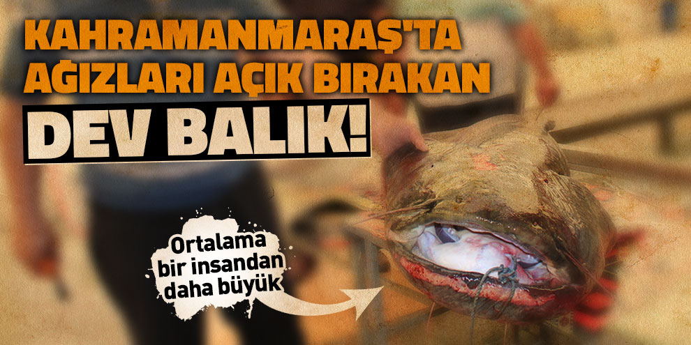 Kahramanmaraş'ta ağızları açık bırakan dev balık!