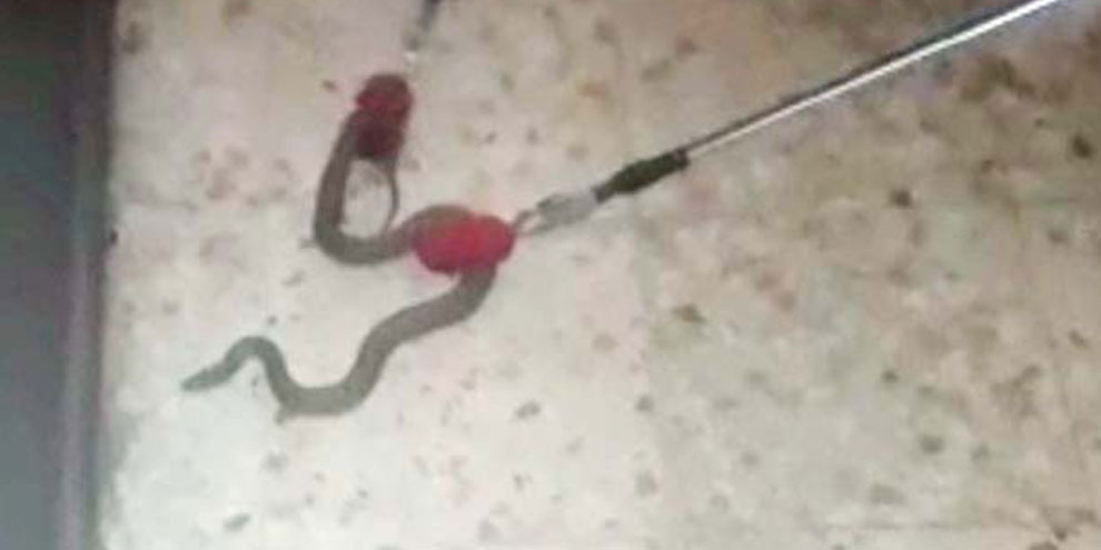 Apartmana giren yılan yakalandıktan sonra doğaya bırakıldı