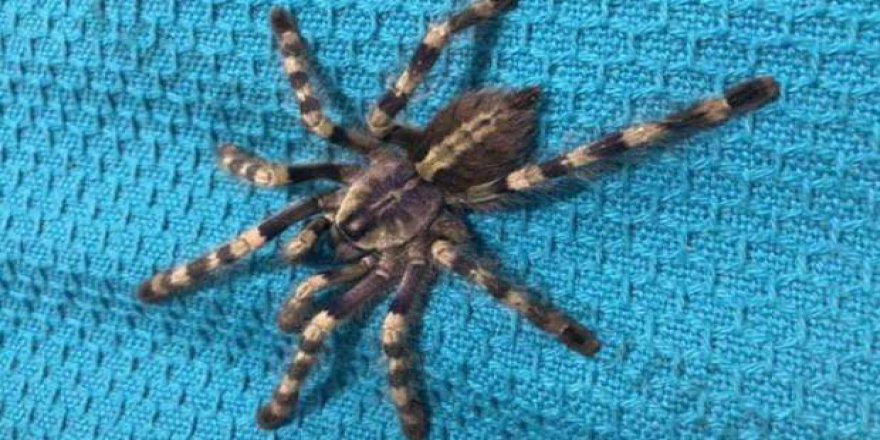 İnternette satışa çıkardılar! Tek ısırığı yeter...