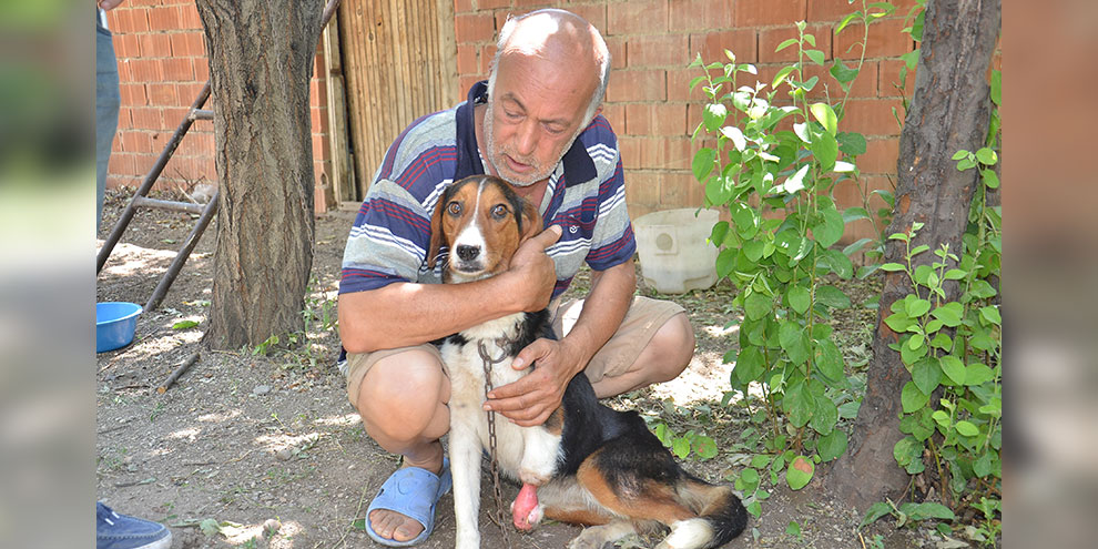 Yaban hayvanlarının yaraladığı av köpeğine şefkat eli uzandı