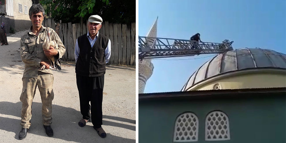 Yavru leylek yuvasına bırakıldı