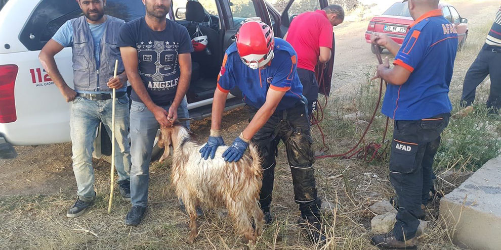 Sulama kanalına düşen keçi AFAD tarafından kurtarıldı