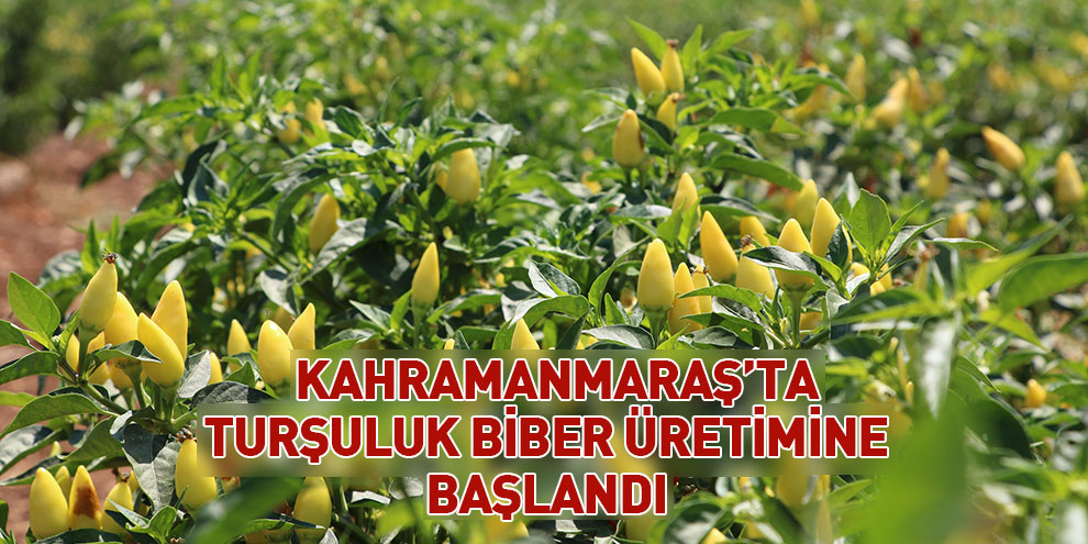 Kahramanmaraş’ta turşuluk biber üretimine başlandı