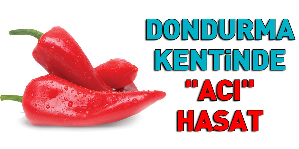 Dondurma Kentinde "Acı" Hasat