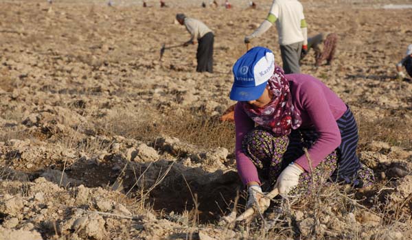 DOĞAN BELDESİ'NE 250 BİN FİDAN