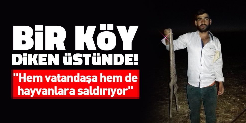 Bir köy diken üstünde!