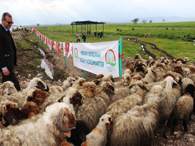 BESİCİLER MERALARINA KAVUŞTU