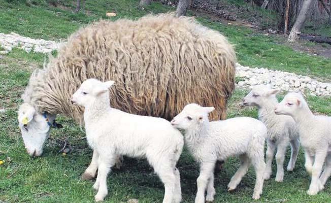 Anaç koyun ve keçi desteklemesi müracaatları başladı