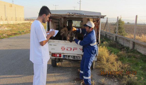 SOKAK HAYVANLARI REHABİLİTASYONU DEVAM EDİYOR