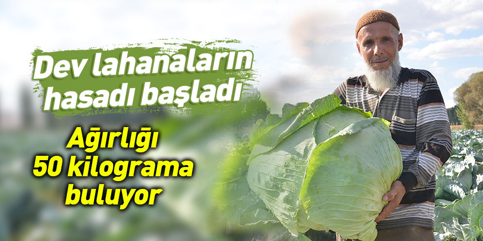 Dev lahanaların hasadı başladı