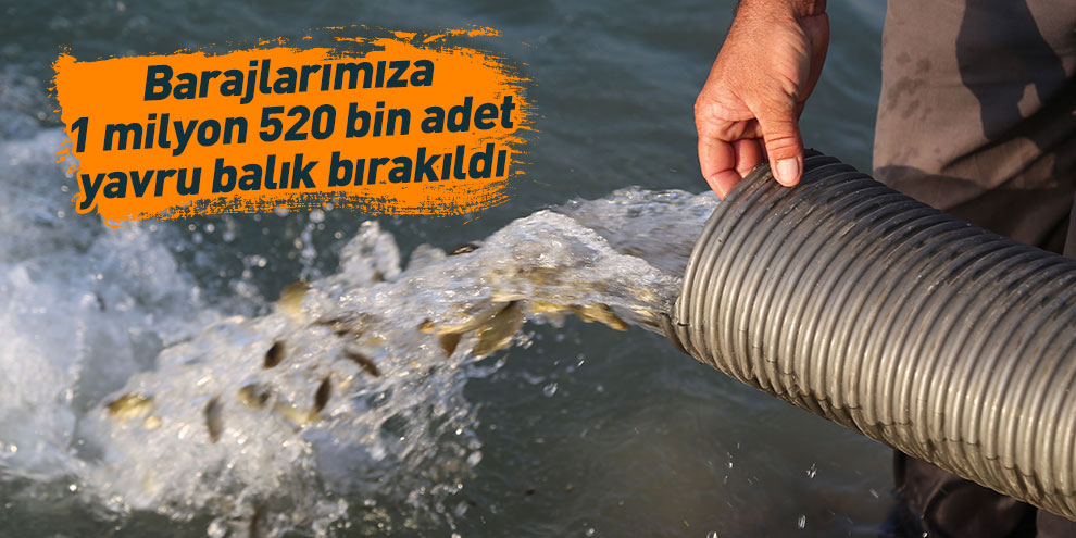 Barajlarımıza 1 milyon 520 bin adet yavru balık bırakıldı