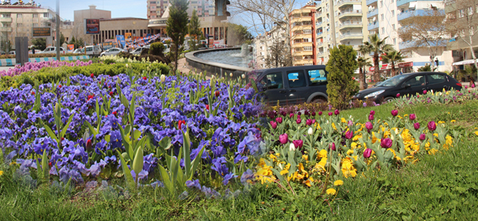 BÜYÜKŞEHİRDEN BAHARA SÜMBÜL VE LALELİ MERHABA