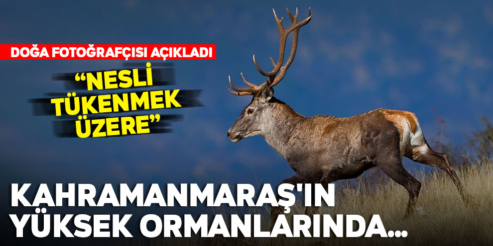 Kahramanmaraş'ın yüksek ormanlarında... Ama nesli tükenmek altında