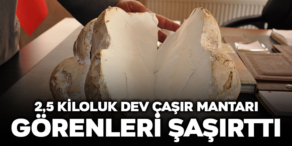 2,5 kiloluk dev çaşır mantarı, görenleri şaşırttı