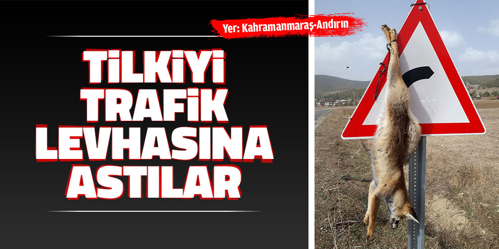 Tilkiyi trafik levhasına astılar