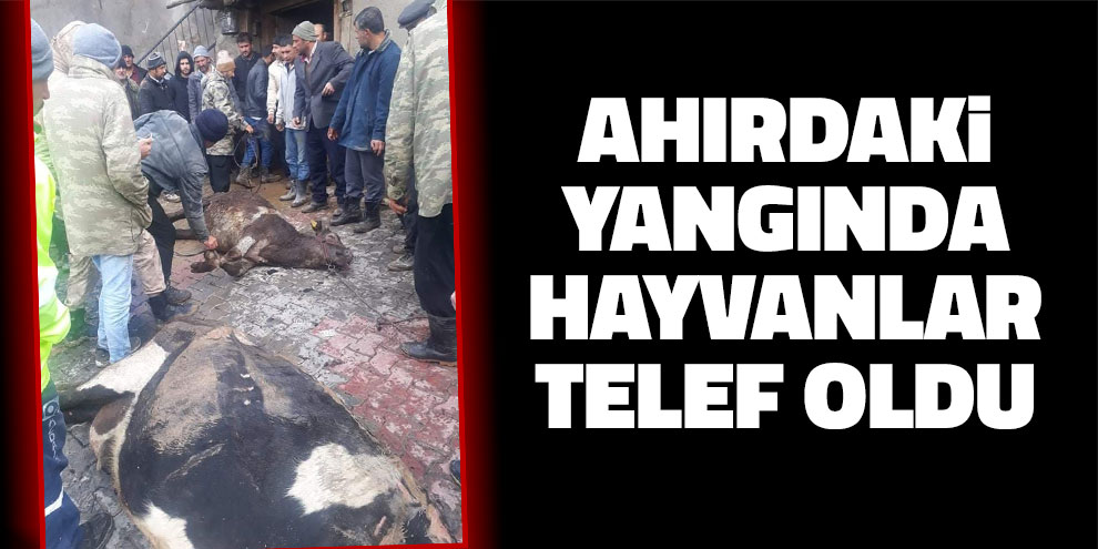 Ahırdaki yangında hayvanlar telef oldu