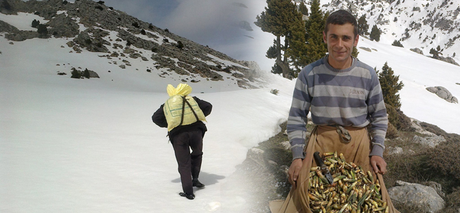 ÇİRİŞ OTU SEZONU BAŞLADI