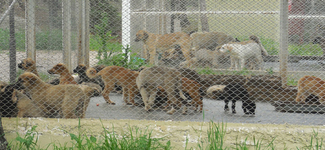 SOKAK HAYVANLARINA 5 YILDIZLI HİZMET