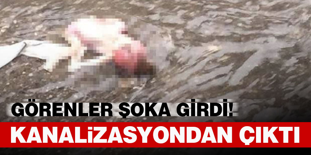 Görenler şoka girdi! Kanalizasyondan çıktı