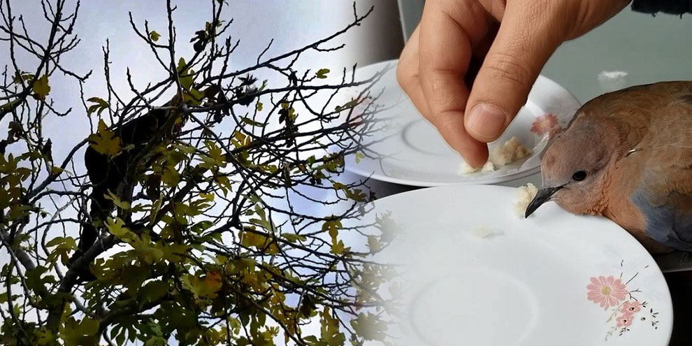 Ağaçta mahsur kalan kumruyu kurtarıp korumaya aldı