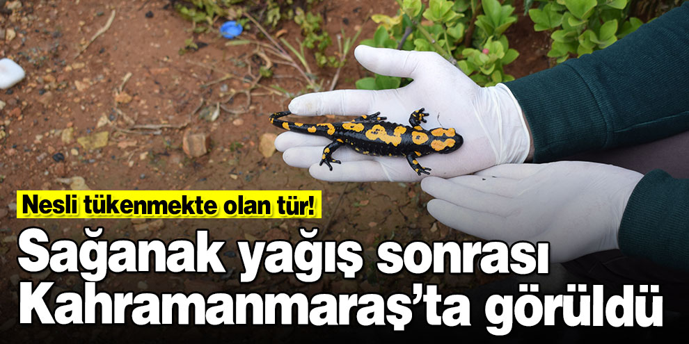Nesli tükenmekte olan tür! Sağanak yağış sonrası Kahramanmaraş’ta görüldü