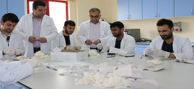 8 YENİ PAMUK ÇEŞİDİ GELİŞTİRİLDİ