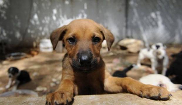 Hayvanını sokağa terk eden yandı