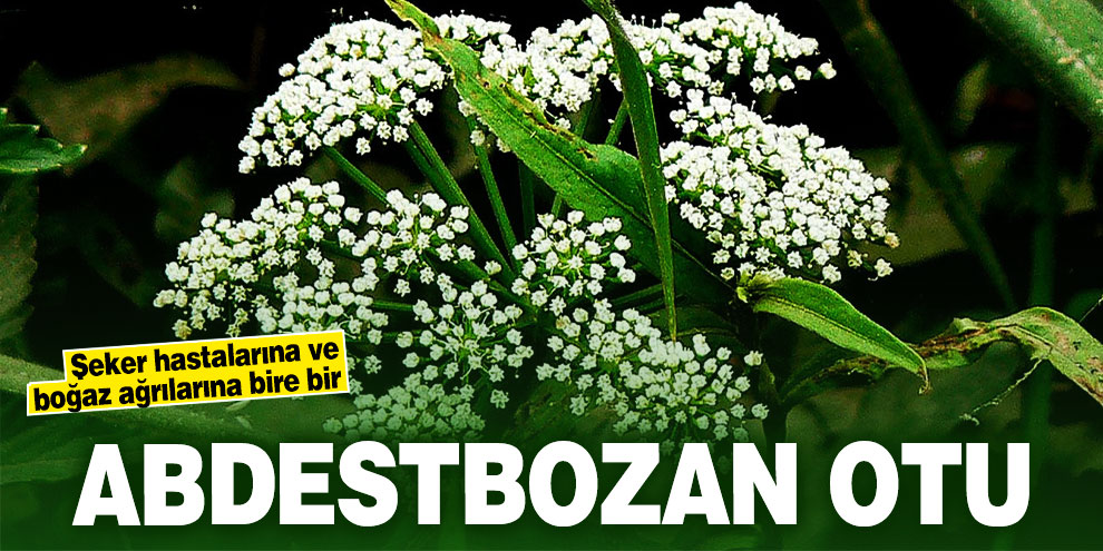 Abdestbozan otu-Şeker hastalarına ve boğaz ağrılarına bire bir