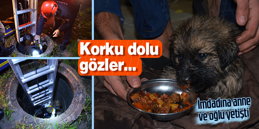Ölmek üzere olan yavru köpeğin imdadına anne ve oğlu yetişti