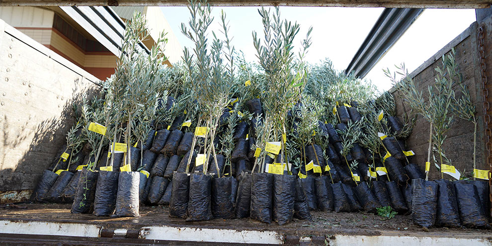 Çiftçilere zeytin fidanı dağıtıldı