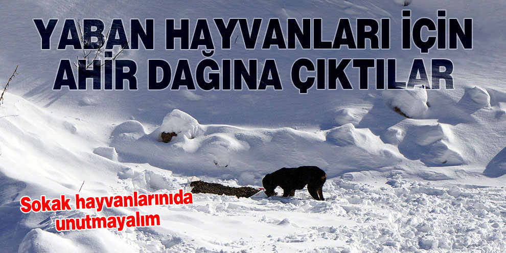 Yaban hayvanları için soğukta Ahir Dağına çıktılar